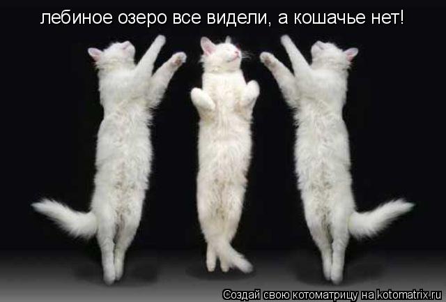лебиное озеро все видели, а кошачье нет!... Котоматрица: лебиное озеро все видели, а кошачье нет!