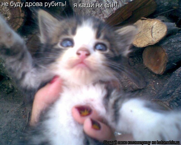 не буду дрова рубить! я каши ни ел!!!... Котоматрица: не буду дрова рубить! я каши ни ел!!!