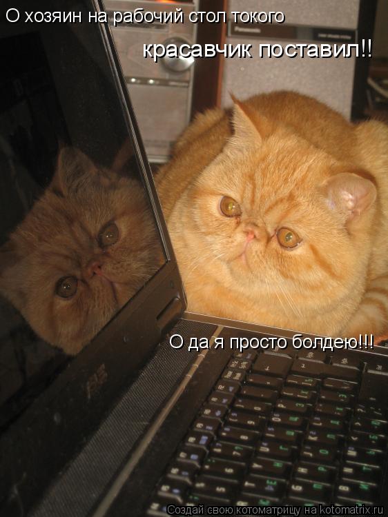 О хозяин на рабочий стол токого красавчик поставил!! О да я просто болдею!!!... Котоматрица: О хозяин на рабочий стол токого красавчик поставил!! О да я просто болдею!!!