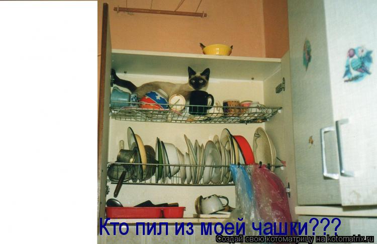 Кто пил из моей чашки???... Котоматрица: Кто пил из моей чашки???