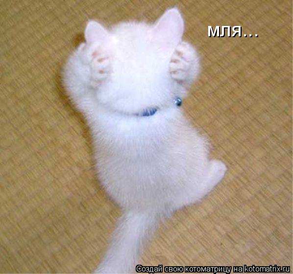 мля...... Котоматрица: мля...