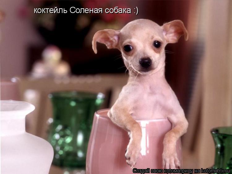 коктейль Соленая собака :)... Котоматрица: коктейль Соленая собака :)