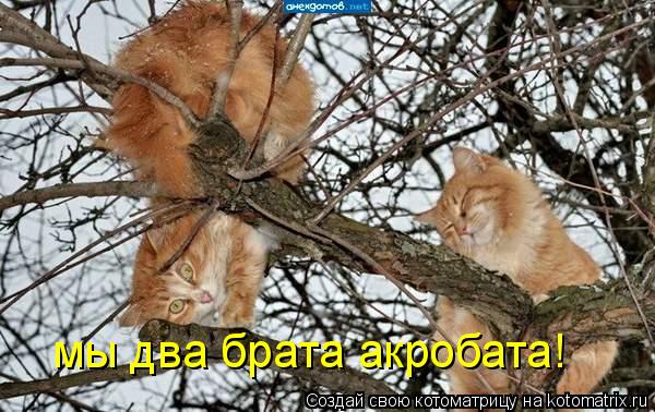 мы два брата акробата!... Котоматрица: мы два брата акробата!