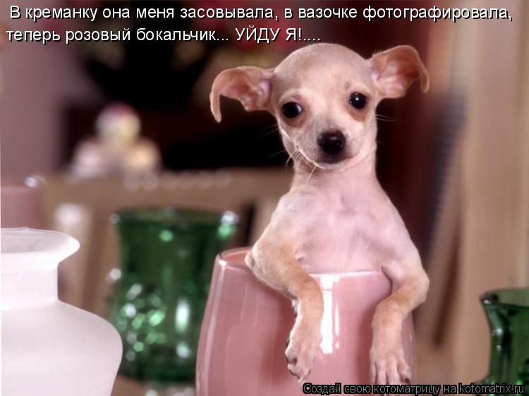 В креманку она меня засовывала, в вазочке фотографировала, теперь розовый бокальчик... УЙДУ Я!....... Котоматрица: В креманку она меня засовывала, в вазочке фотографировала, теперь розовый бокальчик... УЙДУ Я!....