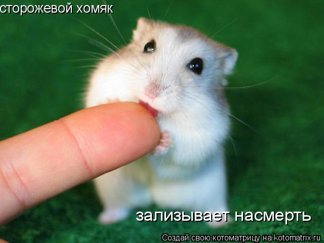 сторожевой хомяк зализывает насмерть... Котоматрица: сторожевой хомяк зализывает насмерть
