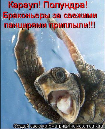 Караул! Полундра! Браконьеры за свежими панцирями приплыли!!!... Котоматрица: Караул! Полундра! Браконьеры за свежими панцирями приплыли!!!