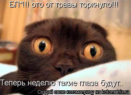 БЛ*!!! ото от травы торкнуло!!! Теперь неделю такие глаза будут..... Котоматрица: БЛ*!!! ото от травы торкнуло!!! Теперь неделю такие глаза будут..