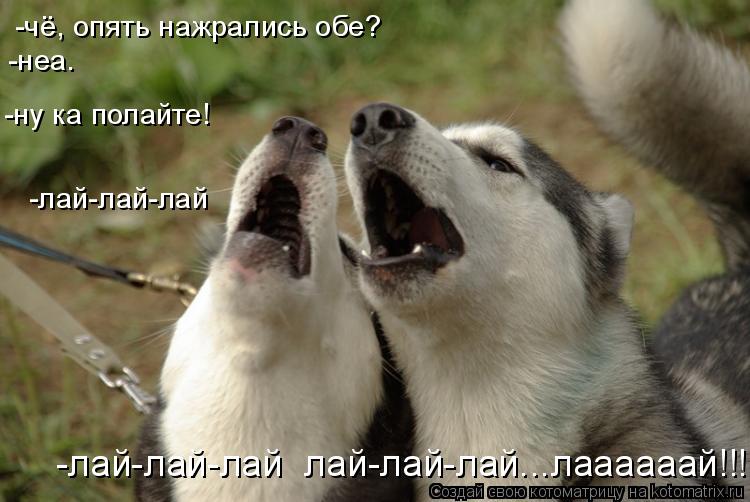 -чё, опять нажрались обе? -неа. -ну ка полайте! -лай-лай-лай -лай-лай-лай лай-лай-лай...лаааааай!!!... Котоматрица: -чё, опять нажрались обе? -неа. -ну ка полайте! -лай-лай-лай -лай-лай-лай лай-лай-лай...лаааааай!!!