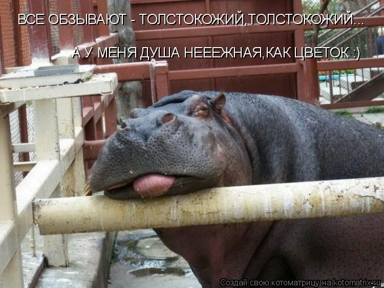 А У МЕНЯ ДУША НЕЕЕЖНАЯ,КАК ЦВЕТОК :) ВСЕ ОБЗЫВАЮТ - ТОЛСТОКОЖИЙ,ТОЛСТОКОЖИЙ...... Котоматрица: А У МЕНЯ ДУША НЕЕЕЖНАЯ,КАК ЦВЕТОК :) ВСЕ ОБЗЫВАЮТ - ТОЛСТОКОЖИЙ,ТОЛСТОКОЖИЙ...