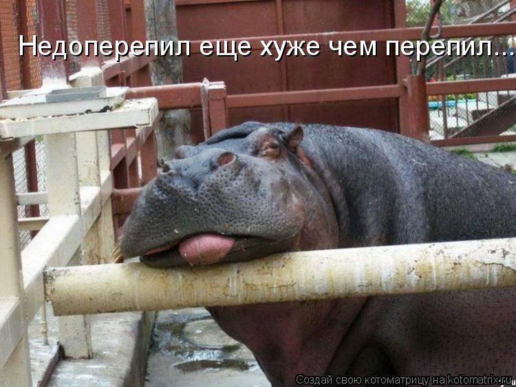 Недоперепил еще хуже чем перепил...... Котоматрица: Недоперепил еще хуже чем перепил...