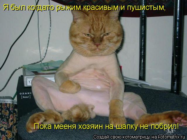 Я был когдато рыжим красивым и пушистым, Пока мееня хозяин на шапку не побрил!... Котоматрица: Я был когдато рыжим красивым и пушистым, Пока мееня хозяин на шапку не побрил!