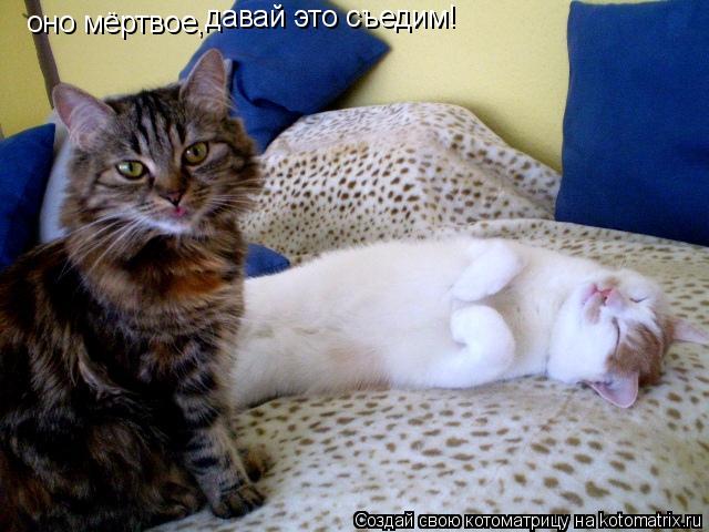 оно мёртвое, давай это съедим!... Котоматрица: оно мёртвое, давай это съедим!