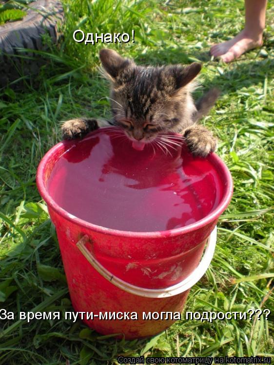 Однако! За время пути-миска могла подрости???... Котоматрица: Однако! За время пути-миска могла подрости???
