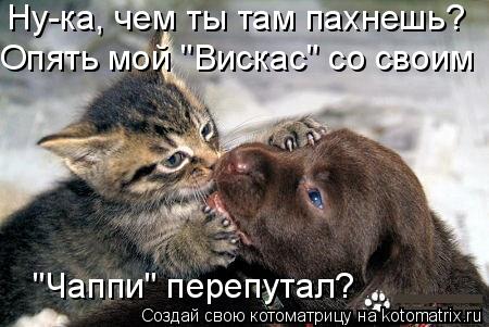 Ну-ка, чем ты там пахнешь? Опять мой "Вискас" со своим "Чаппи" перепутал?... Котоматрица: Ну-ка, чем ты там пахнешь? Опять мой "Вискас" со своим "Чаппи" перепутал?