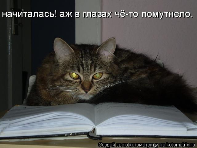 начиталась! аж в глазах чё-то помутнело.... Котоматрица: начиталась! аж в глазах чё-то помутнело.