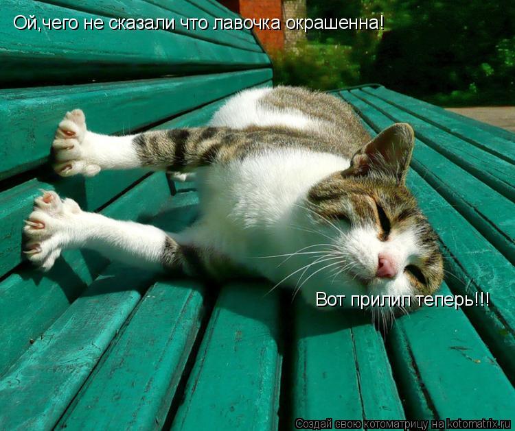 Ой,чего не сказали что лавочка окрашенна! Вот прилип теперь!!!... Котоматрица: Ой,чего не сказали что лавочка окрашенна! Вот прилип теперь!!!