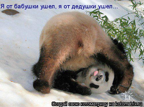 Я от бабушки ушел, я от дедушки ушел...... Котоматрица: Я от бабушки ушел, я от дедушки ушел...