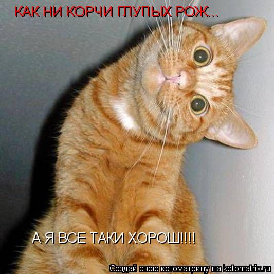 КАК НИ КОРЧИ ГЛУПЫХ РОЖ... А Я ВСЕ ТАКИ ХОРОШ!!!!... Котоматрица: КАК НИ КОРЧИ ГЛУПЫХ РОЖ... А Я ВСЕ ТАКИ ХОРОШ!!!!