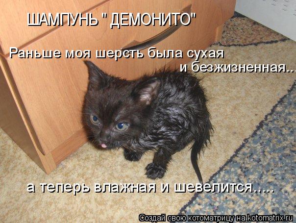а теперь влажная и шевелится..... и безжизненная..... Раньше моя шерсть была сухая ШАМПУНЬ " ДЕМОНИ... Котоматрица: а теперь влажная и шевелится..... и безжизненная..... Раньше моя шерсть была сухая ШАМПУНЬ " ДЕМОНИТО"