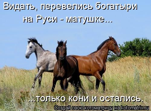 Видать, перевелись богатыри ...только кони и остались. на Руси - матушке...... Котоматрица: Видать, перевелись богатыри ...только кони и остались. на Руси - матушке...