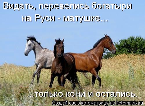 Котоматрица: Видать, перевелись богатыри ...только кони и остались. на Руси - матушке...