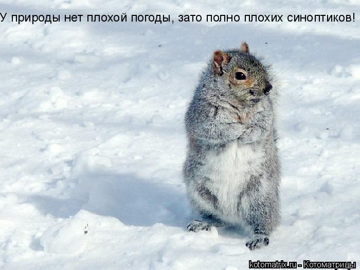 У природы нет плохой погоды, зато полно плохих синоптиков!... Котоматрица: У природы нет плохой погоды, зато полно плохих синоптиков!