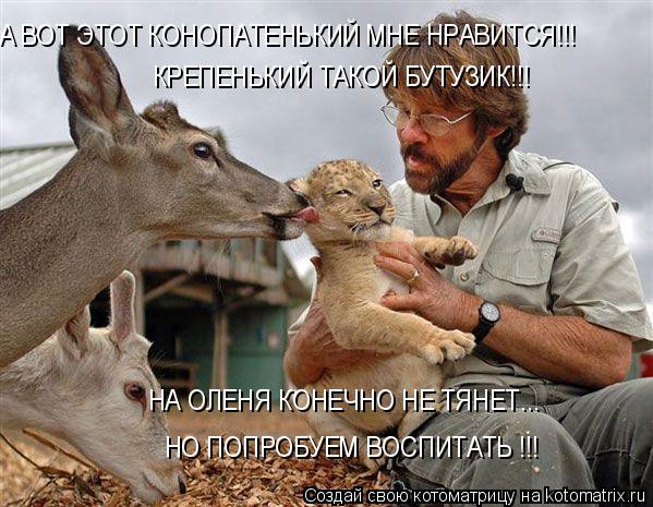 А ВОТ ЭТОТ КОНОПАТЕНЬКИЙ МНЕ НРАВИТСЯ!!! КРЕПЕНЬКИЙ ТАКОЙ БУТУЗИК!!! НА ОЛЕНЯ КОНЕЧНО НЕ ТЯНЕТ... НО ... Котоматрица: А ВОТ ЭТОТ КОНОПАТЕНЬКИЙ МНЕ НРАВИТСЯ!!! КРЕПЕНЬКИЙ ТАКОЙ БУТУЗИК!!! НА ОЛЕНЯ КОНЕЧНО НЕ ТЯНЕТ... НО ПОПРОБУЕМ ВОСПИТАТЬ !!!