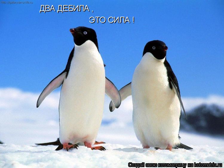 ДВА ДЕБИЛА , ЭТО СИЛА !... Котоматрица: ДВА ДЕБИЛА , ЭТО СИЛА !