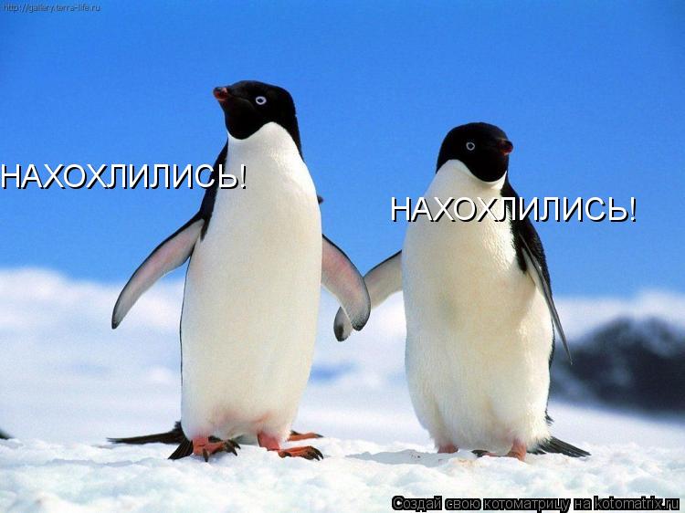НАХОХЛИЛИСЬ! НАХОХЛИЛИСЬ!... Котоматрица: НАХОХЛИЛИСЬ! НАХОХЛИЛИСЬ!