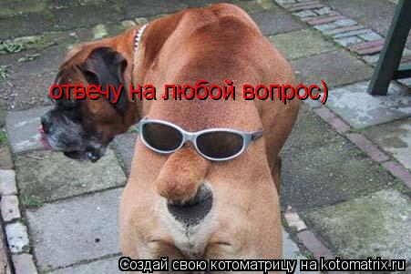 отвечу на любой вопрос)... Котоматрица: отвечу на любой вопрос)