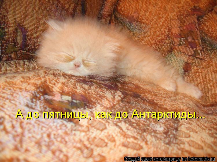 А до пятницы, как до Антарктиды...... Котоматрица: А до пятницы, как до Антарктиды...