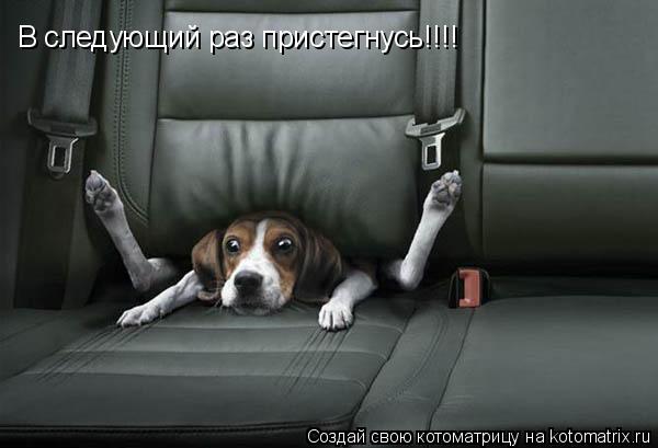 В следующий раз пристегнусь!!!!... Котоматрица: В следующий раз пристегнусь!!!!