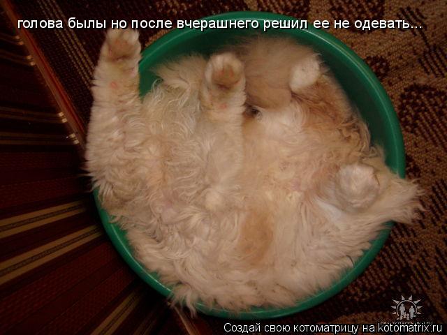 голова былы но после вчерашнего решил ее не одевать...... Котоматрица: голова былы но после вчерашнего решил ее не одевать...