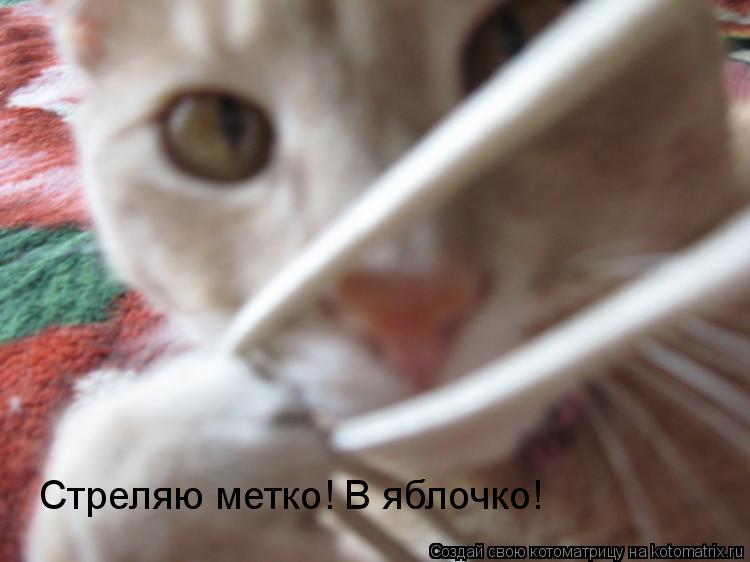 Стреляю метко! В яблочко!... Котоматрица: Стреляю метко! В яблочко!