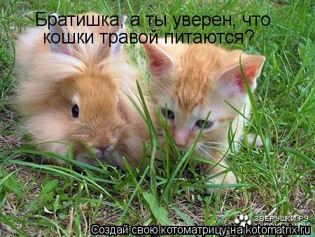 Котоматрица: Братишка, а ты уверен, что кошки травой питаются?