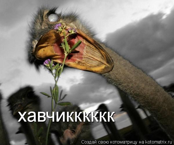 хавчикккккк... Котоматрица: хавчикккккк