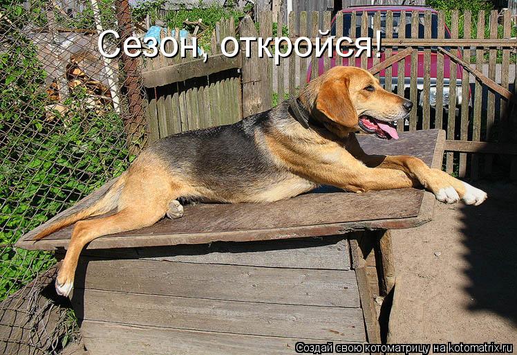 Сезон, откройся!... Котоматрица: Сезон, откройся!