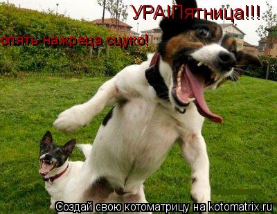 УРА!Пятница!!! УРА!Пятница!!! опять нажреца сцуко!... Котоматрица: УРА!Пятница!!! УРА!Пятница!!! опять нажреца сцуко!