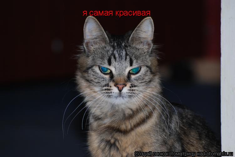 я самая красивая... Котоматрица: я самая красивая