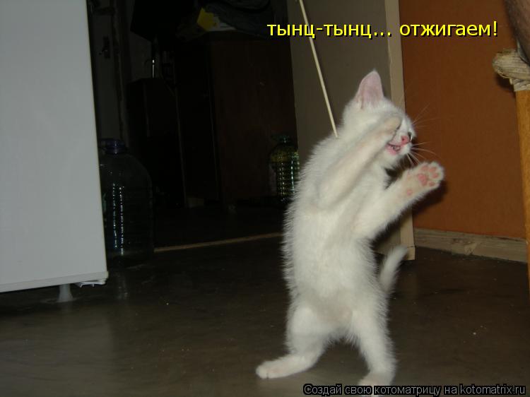 тынц-тынц... отжигаем!... Котоматрица: тынц-тынц... отжигаем!