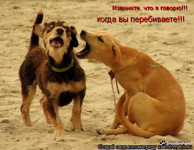 Извините, что я говорю!!! когда вы перебиваете!!!... Котоматрица: Извините, что я говорю!!! когда вы перебиваете!!!