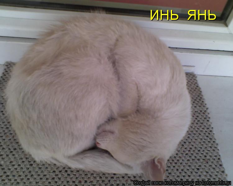 ИНЬ ЯНЬ... Котоматрица: ИНЬ ЯНЬ