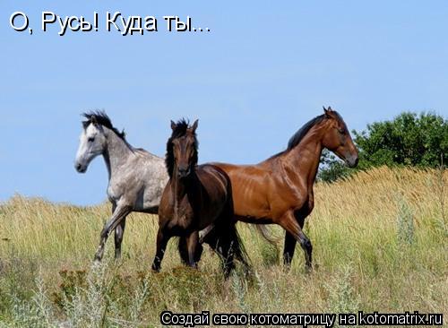 О, Русь! Куда ты...... Котоматрица: О, Русь! Куда ты...