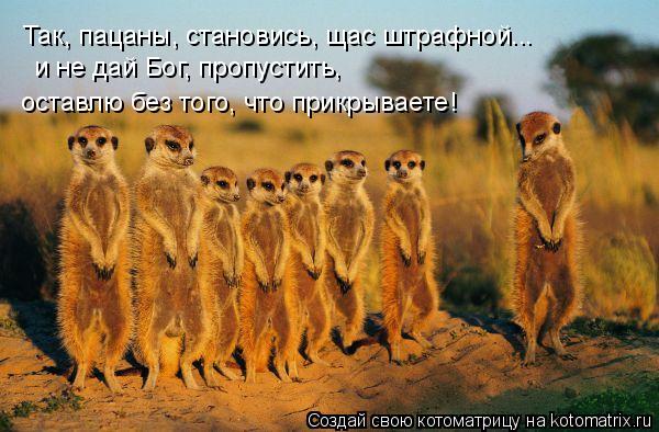 Так, пацаны, становись, щас штрафной... и не дай Бог, пропустить, оставлю без того, что прикрываете!... Котоматрица: Так, пацаны, становись, щас штрафной... и не дай Бог, пропустить, оставлю без того, что прикрываете!
