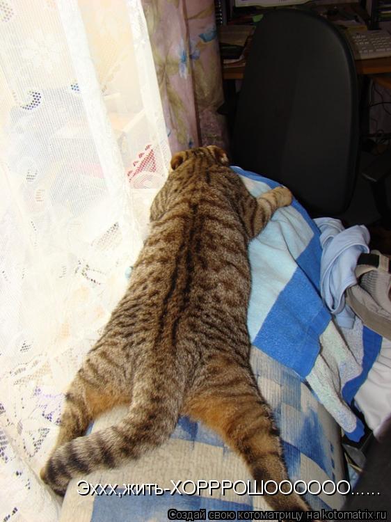 Эххх,жить-ХОРРРОШОООООО......... Котоматрица: Эххх,жить-ХОРРРОШОООООО......