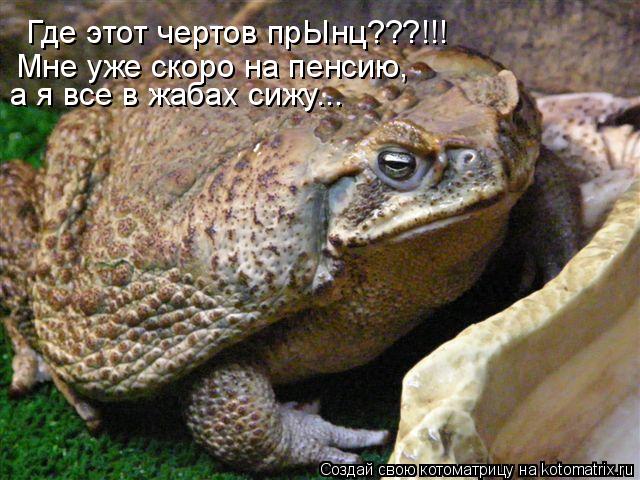 Где этот чертов прЫнц???!!! Мне уже скоро на пенсию, а я все в жабах сижу...... Котоматрица: Где этот чертов прЫнц???!!! Мне уже скоро на пенсию, а я все в жабах сижу...