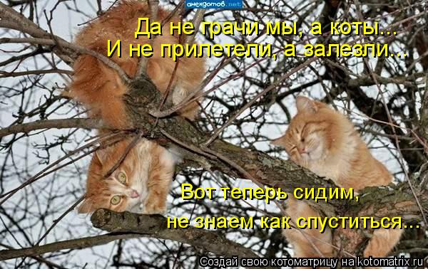 Вот теперь сидим, не знаем как спуститься... Да не грачи мы, а коты... И не прилетели, а залезли...... Котоматрица: Вот теперь сидим, не знаем как спуститься... Да не грачи мы, а коты... И не прилетели, а залезли...