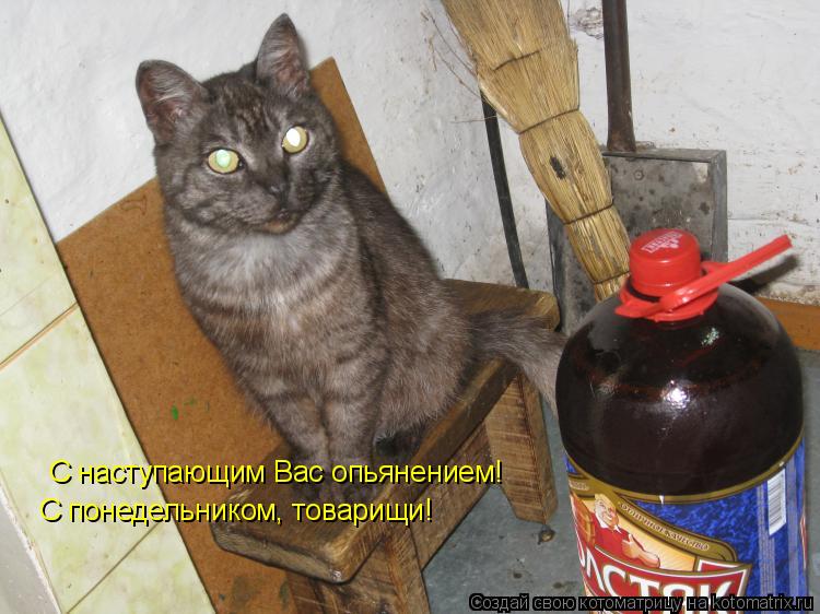 С наступающим Вас опьянением! С понедельником, товарищи!... Котоматрица: С наступающим Вас опьянением! С понедельником, товарищи!