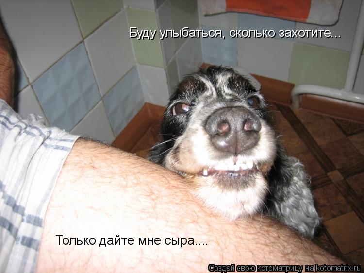 Буду улыбаться, сколько захотите... Только дайте мне сыра....... Котоматрица: Буду улыбаться, сколько захотите... Только дайте мне сыра....
