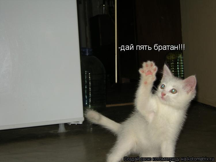 -дай пять братан!!!... Котоматрица: -дай пять братан!!!